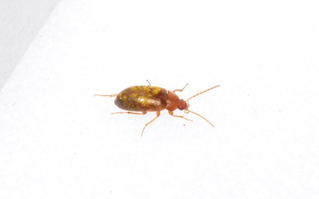 Isomira icteropa