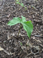 Trillium grandiflorum
