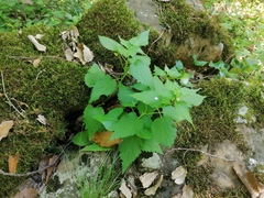 Lamium flexuosum