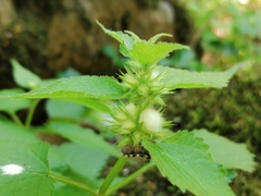 Lamium flexuosum
