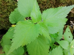 Lamium flexuosum