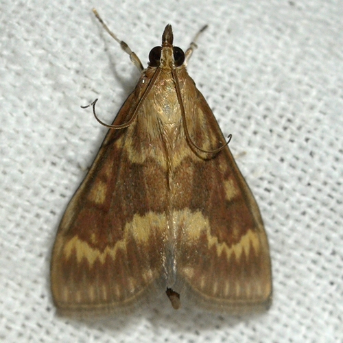 European Corn Borer Moth photo 5