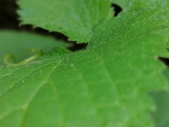 Lamium flexuosum