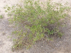 Lippia turbinata