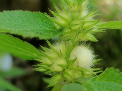 Lamium flexuosum