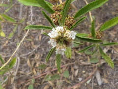 Lippia turbinata