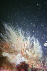Plumularia setacea image