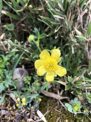 Ranunculus formosa-montanus