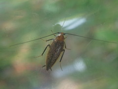 Ectobius erythronotus