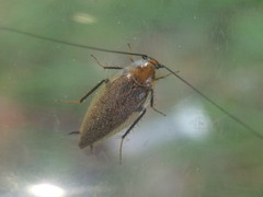 Ectobius erythronotus