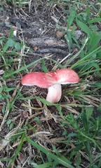 Russula pulchra