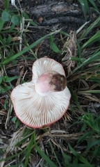 Russula pulchra
