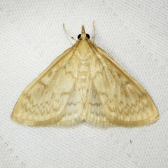 Ostrinia obumbratalis