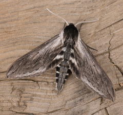 Sphinx perelegans