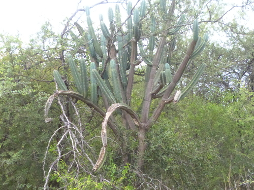 Image of Cereus forbesii by (c) Jose Luis Navarro, some rights reserved (CC BY)
