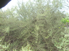 Atamisquea emarginata