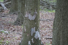 Biscogniauxia atropunctata