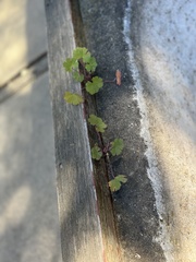 Hydrocotyle moschata