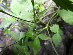 Cryptotaenia japonica