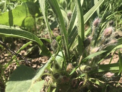 Tradescantia tharpii