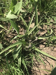 Tradescantia tharpii