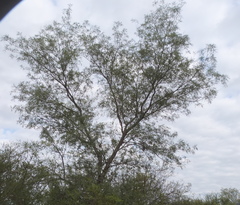 Prosopis vinalillo