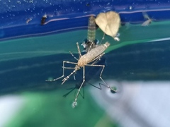 Culiseta longiareolata