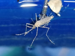 Culiseta longiareolata