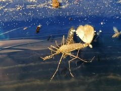 Culiseta longiareolata