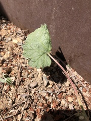 Ribes viscosissimum