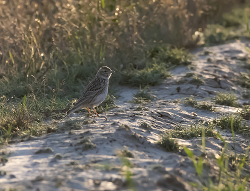 Turkestan Short-toed Lark (Alaudala heinei), photo 10