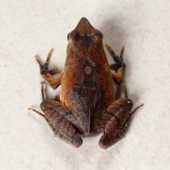 Physalaemus lateristriga