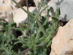 Biscutella mediterranea