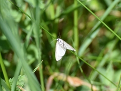 Lithostege farinata