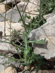 Biscutella mediterranea