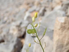 Biscutella mediterranea