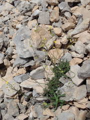 Biscutella mediterranea