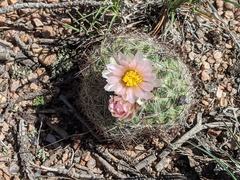 Pediocactus