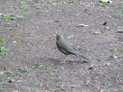 Turdus chiguanco
