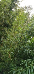 Bambusa balcooa