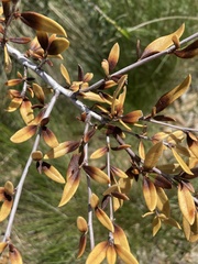 Cercocarpus ledifolius