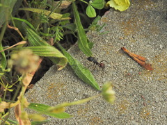 Camponotus cruentatus