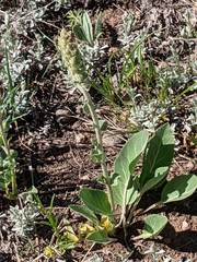 Veronica plantaginea