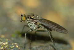 Scelloides ornatipes