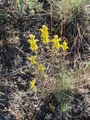 Castilleja flava