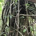 Ficus popenoei - Photo (c) trayc7, algunos derechos reservados (CC BY-NC), subido por trayc7