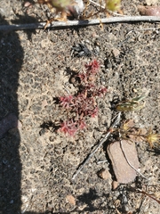 Chorizanthe polygonoides