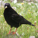 Choughs - Photo (c) Peter Hanegraaf, some rights reserved (CC BY-NC-ND)