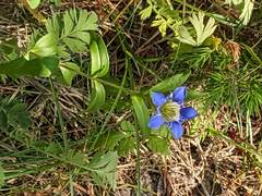 Gentiana parryi