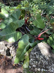 Philodendron erubescens